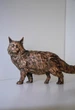 Статуэтка кота мейн-кун из натурального бука (высота 13,5 см) - изображение 3