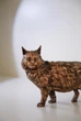 Статуэтка кота мейн-кун из натурального бука (высота 13,5 см) - изображение 4