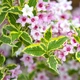 Саженцы Яскрава Вейгела Nana Variegata контейнер 0.5 л (52750) - изображение 1