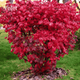 Бересклет європейський Ред Каскад. (Euonymus europaeus Red Cascade) С5 - зображення 1