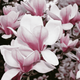Магнолия суланжа Специоза (Magnolia soulangeana Speciosa) C3 высота 80-90см - изображение 1