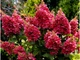 Гортензия метельчатая 'Magical Vesuvio' (Hydrangea paniculata Magical Vesuvio) 5-летняя, горшок С3 - изображение 2