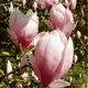Магнолия суланжа Специоза (Magnolia soulangeana Speciosa) C3 высота 80-90см - изображение 3