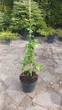 Гортензия плетистая Петиоларис. (Hydrangea anomala Petiolaris) С7,5 высота 80-90см - изображение 4