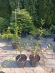 Магнолия суланжа Специоза (Magnolia soulangeana Speciosa) C3 высота 80-90см - изображение 4