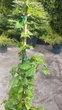 Гортензия плетистая Петиоларис. (Hydrangea anomala Petiolaris) С7,5 высота 80-90см - изображение 5