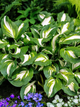 Хоста Undulata Mediovariegata - изображение 2