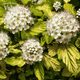 Пухироплідник калинолистий Dart’s Gold (Physocarpus opulifolius Dart’s Gold) С2 - зображення 4