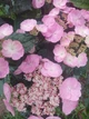 Гортензия пильчатая Daredevil (Hydrangea serrata Daredevil) C7.5 - изображение 2