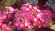 Гортензия пильчатая Daredevil (Hydrangea serrata Daredevil) C7.5 - изображение 5
