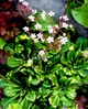 Камнеломка теневая «Вариегата» Saxifraga umbrosa 'Variegata' Р9 - изображение 1
