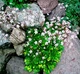 Камнеломка теневая «Вариегата» Saxifraga umbrosa 'Variegata' Р9 - изображение 3