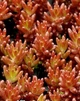 Очиток белый Атропурпуреум Sedum album Аtropurpureum Р9 - изображение 1