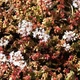 Очиток белый Мурале Sedum album 'Murale" Р9 - изображение 6