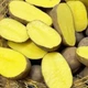 Насіннєва картопля Вега 1 кг, 50-60 днів 2 репродукція - изображение 3