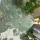 Садовый опрыскиватель с двойной насадкой 38см для полива и защиты растений синий пластиковый - изображение 7
