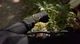 Смарт-часы Amazfit T-Rex 3 Pro 44mm (Black Gold) UA - изображение 7