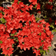 Рододендрон (азалия японская) Гейша Оранж (Rhododendron obtusum Geisha Orange), C3 - изображение 2