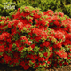 Рододендрон (азалия японская) Гейша Оранж (Rhododendron obtusum Geisha Orange), C3 - изображение 3