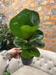 Фікус Лірата звичайний h 40 см - изображение 3