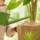 Субстрат Compo BIO GRANUPLANT для кімнатних рослин 6 л 8818 - изображение 8