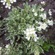 Арабис Кавказский Вариегата (Variegata) Р9 - изображение 1