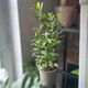 Лавровий лист дерево Лавр Нобіліс (Laurus nobilis) - зображення 1