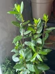 Лавровий лист дерево Лавр Нобіліс (Laurus nobilis) - зображення 2
