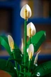 Конструктор LEGO Botanicals Спатифиллум 474 деталей (11504) - изображение 8