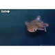 Збірна 3D модель Eugy Зоопарк Китова акула (XEG-049) - зображення 9