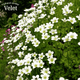 Ломикамінь Айс Колор Перл Вайт Saxifraga Ice Colours Pearl White Р9 - зображення 1
