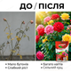 Удобрение кристаллическое Stimul NPK 200г подкормка минеральная для садовых и комнатных цветов роз и хризантем - изображение 5