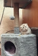 Домик для котика Oppa Styopa Кентукки угловой джут - изображение 3
