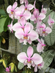 Фаленопсис не цветущий гибрид шиллериана × сиб (Phal. schilleriana × sib) в горшке 2.5", посадка мох, без цветов - изображение 1