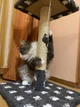 Когтеточка дряпка двойная с полкой для котов и кошек Oppa Styopa Индиана сизаль 40х40х53_30х30 темный с лапками - изображение 2