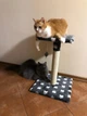 Когтеточка дряпка двойная с полкой для котов и кошек Oppa Styopa Индиана сизаль 40х40х53_30х30 темный с лапками - изображение 13