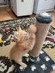 Когтеточка столбик для котенка Oppa Styopa Айдахо джут 30х30х40 см серая с лапкками - изображение 11