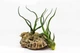 Tillandsia bulbosa (Тилландсия луковицеобразная). - изображение 2