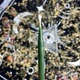 Тонкие маканые восковые свечи - Зеленые 18 см (20 шт/упаковка) - изображение 2