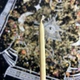 Тонкие маканые восковые свечи - Белые 18 см (20 шт/упаковка) - изображение 2