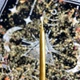 Тонкі макані воскові свічки - Золоті 27 см - зображення 2
