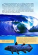 Книга Таємниці підводного світу - изображение 7