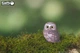 Model 3D do złożenia Eugy Zoo Sowa (9421035150422) - obraz 10