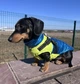 Жилетка для собак Престиж 2XL Желто-синий - изображение 10