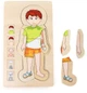 Układanka drewniana Small Foot Anatomy Boy warstwowa 29 elementów 5842 (4020972058423) - obraz 2