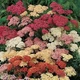 Ахілея (Деревій) "Summer Pastels" (Самер Пастель), Р9 - зображення 1