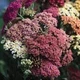 Ахілея (Деревій) "Summer Pastels" (Самер Пастель), Р9 - зображення 3