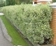 Дерен білий Елегантіссіма (Cornus alba Elegantissima) С2 - зображення 1