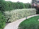 Дерен білий Елегантіссіма (Cornus alba Elegantissima) С2 - зображення 3