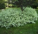 Дерен білий Елегантіссіма (Cornus alba Elegantissima) С2 - зображення 4